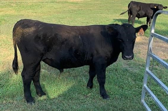 9KRAMPAGE Discovery - 1 Purebred Angus - Bulls For Sale in
