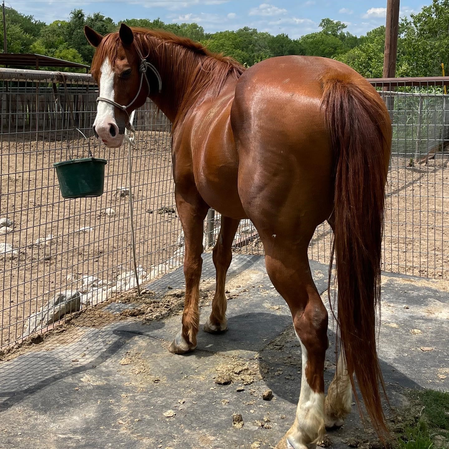"Kansas" Sorrel Quarter Horse Gelding For Sale in Weatherford, Texas