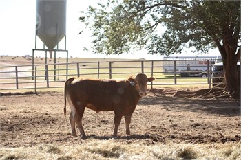 FREEDOM VALLEY 44F ET - 1 Full Blood Akaushi, Red Wagyu For Sale in  Walters, Oklahoma