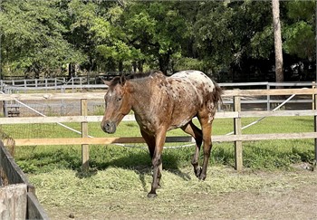 horses for sale in florida - free