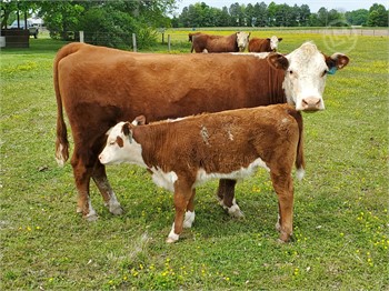 Cattle for Sale Maryland, Meet Our Cattle