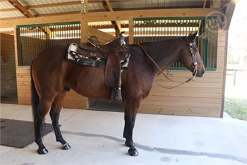 17h home bred 5 yearold gelding for sale, pm me for details