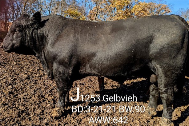 1 Purebred Gelbvieh Bulls For Sale In Clarksville Missouri
