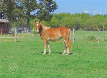 JET” QH 6 year old grade gelding - Elkhart Horse Auctions