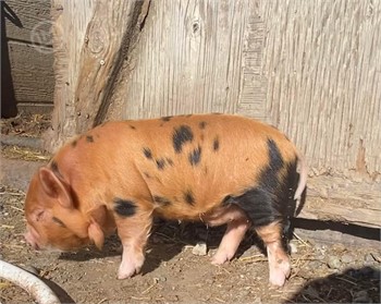 Escuadra de madera pequeña – Big Pig Kids ®