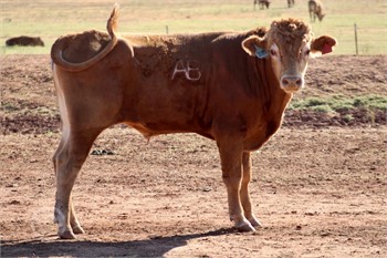 FREEDOM VALLEY 44F ET - 1 Full Blood Akaushi, Red Wagyu For Sale in  Walters, Oklahoma