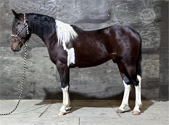 17h home bred 5 yearold gelding for sale, pm me for details