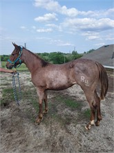 QUARTER HORSE Used Other for sale