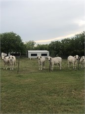Comal redondo de fierro for sale in Garland, TX - 5miles: Buy and Sell