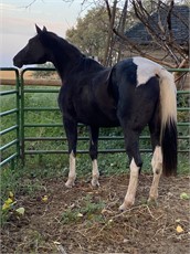 Black Horses for sale in Hugo, Minnesota