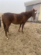horses for sale in colorado by owner - craigslist
