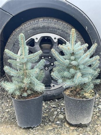 THE TREE FOLKS BLUE SPRUCE Used Lawn / Garden Personal Property / Household items for sale