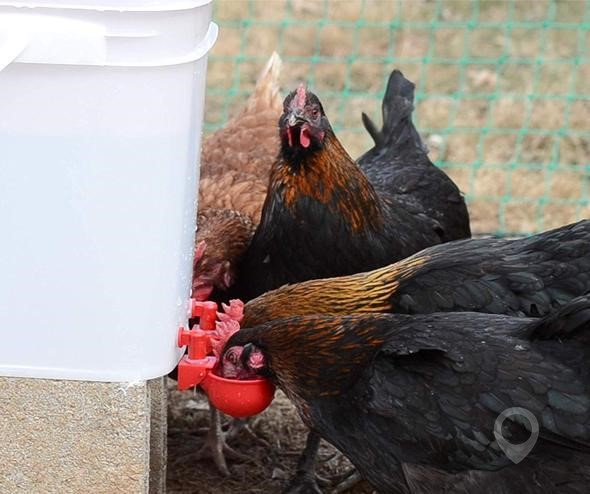 RENT A COOP RAC 5 GAL CUP CENTER New Other for sale