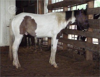 Beginner Horses For Sale in MINNESOTA