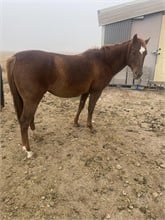 horses for sale in colorado by owner - craigslist